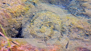 Small Fishes on Mossy Stones in Their Natural Underwater Environment