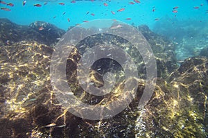 Small fishes near the stony bottom of the Sea