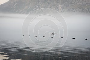 Small fishing boat in the Village at Boka Kotor Bay in the morning fog, Montenegro