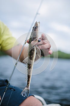 Small flathead fishing