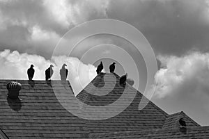 Small flock of buzzards on house roof