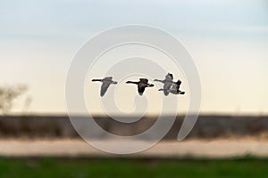 Small flock of Canadian geese fly over the horizon at a beach in Chicago