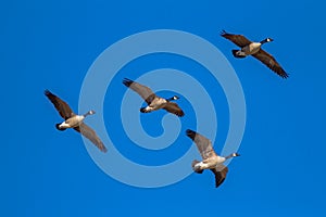 Small flock of Canadian geese