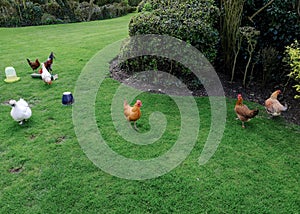 Small flock of Chickens seen grazing for food in a well maintained garden.