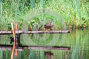 A small flock of ducks swimming in the pond on a bright sunny summer day against the background of thickets and one of them climbe