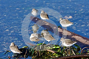 Small flock of Dunlin gather on driftwood and seaweed at the shoreline of Whiffen Spit photo