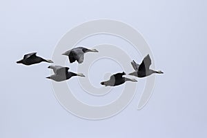 small flock of Emperor goose flying over the islands in the autumn cloudy day photo