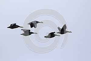 small flock of Emperor goose flying over the islands in the autumn cloudy day