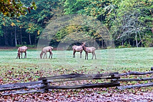Small flock of female elks at Cataloochee, NC