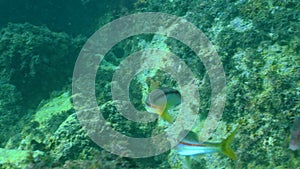 Small flock of fish Blunt Snouted Mullet Mullus barbatus ponticus feeding in the shallows. Black Sea