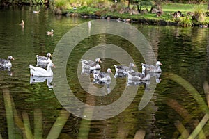 Small flock grey or greylag geese with white on