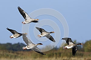 A small flock of Greylag Geese (Anser anser) in flight.