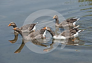 Small flock of greylag geese in lake