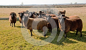 Jacobs Sheep, Early Spring Sunshine. photo