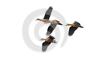 A small flock of Lesser Whistling Duck flying on white background