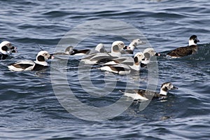Small flock of long-tailed ducks floating along the shore of a winter day