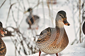 A small flock of mallard ducks wades and walks through snowdrifts in winter a group of birds