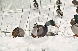 A small flock of mallard ducks wades and walks through snowdrifts in winter male bird