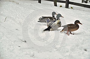 A small flock of mallard ducks wades and walks through snowdrifts in winter three birds