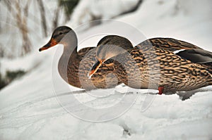 A small flock of mallard ducks wades and walks through snowdrifts in winter two female birds