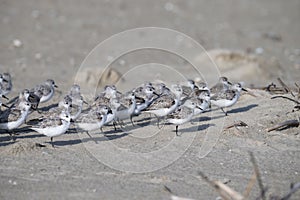 The small flock of sanderlings