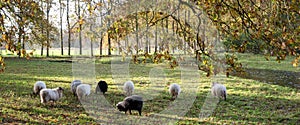 small flock of sheep graze in meadow near autumnal oak trees in the netherlands