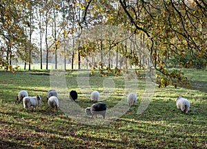 small flock of sheep graze in meadow near autumnal oak trees in the netherlands