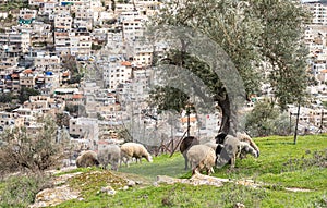 A small flock of sheep grazes on the Gey Ben Hinnom Park slope - called in the Holy Books as the Blazing Inferno in Jerusalem