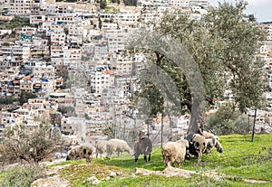 A small  flock of sheep grazes on the Gey Ben Hinnom Park slope - called in the Holy Books as the Blazing Inferno in Jerusalem