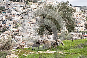 A small  flock of sheep grazes on the Gey Ben Hinnom Park slope - called in the Holy Books as the Blazing Inferno in Jerusalem