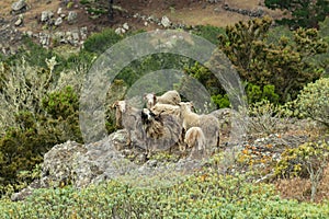 A small flock of sheep is located on a steep mountain slope surrounded by green vegetation. Shot with a telephoto lens from a sick