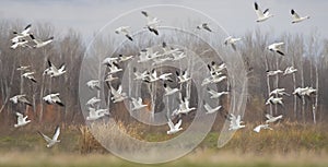 A Small flock of snow geese heading north in autumn in Canada
