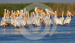 Small flock white pelicans rest on the water