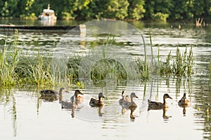 A small flock of wild ducks, in a nature reserve pond