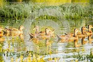 A small flock of wild ducks, in a nature reserve pond