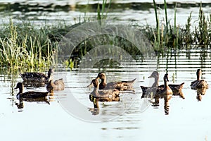 A small flock of wild ducks, in a nature reserve pond