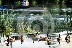 A small flock of wild ducks, in a nature reserve pond