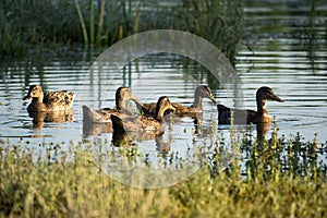 A small flock of wild ducks, in a nature reserve pond