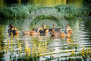 A small flock of wild ducks, in a nature reserve pond