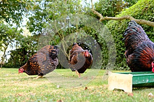 Small flock of Wyandotte domestic chickens seeing feeding in a private garden.