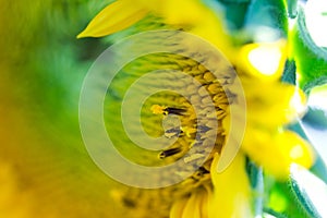 Small florets blooming in sunflower