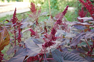 small flower of amaranth growing in cultivation . purple flower of organic cultivation