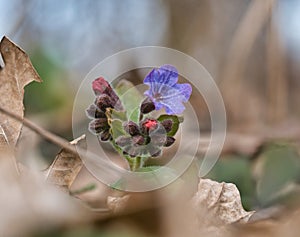 Small flower blooming on the first days of spring