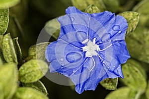 Small flower blue with water drops in detail