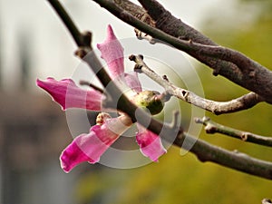 Small flower on branch - pequeÃÂ±a flor sobre rama photo