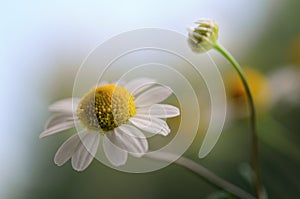 Small flower and bud of chamomile in spring