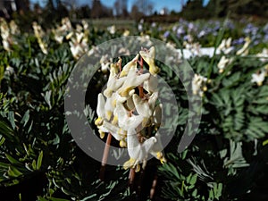 Small flower buds and flowers of early spring herbaceous plant Dutchman`s britches or Dutchman`s breeches Dicentra cucullaria