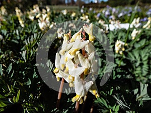 Small flower buds and flowers of early spring herbaceous plant Dutchman`s britches or Dutchman`s breeches Dicentra cucullaria