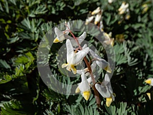 Small flower buds and flowers of early spring herbaceous plant Dutchman`s britches or Dutchman`s breeches Dicentra cucullaria