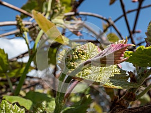Small flower buds, leaves of grapevine and pink and green grape sprouts starting to grow from dormant grape plant branches in the